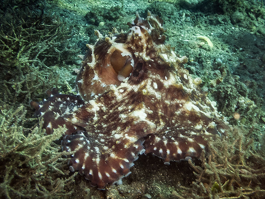 Octopus cyanea